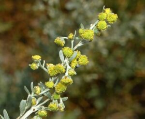 L'absinthe : une plante médicinale au mystère enivrant